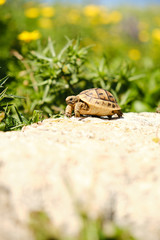 wild little turtle catching sun in the rock