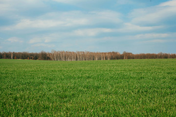green field with blue sky, forest and clouds