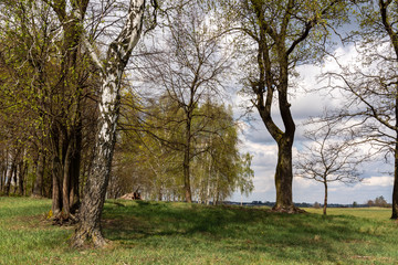 Obraz premium Wiosenne Podlasie. Wiosna w Dolinie Narwi. Podlaskie wierzby, Polska