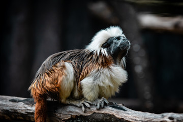 Cotton-top tamarin