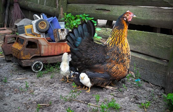 Rural courtyard. In the frame, a hen is a hen's mother of small newborns. Next to the old retro children's toys. Yellow, red, brown. Photographed in Ukraine, Kharkiv region. Color image.