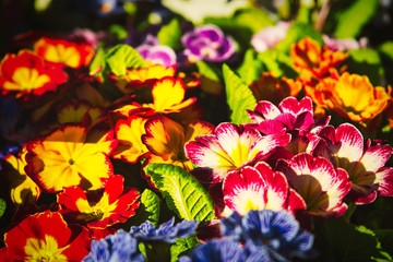 Obraz na płótnie Canvas colorful flowers background