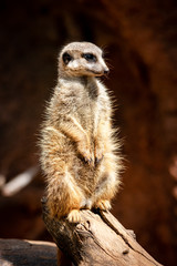 meerkat
