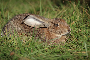 Big gray rabbit