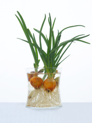 onions with green leaves growing in water