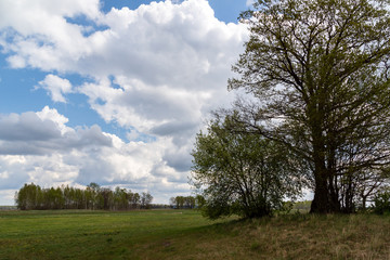 Wiosenne Podlasie. Wiosna w Dolinie Narwi. Podlaskie wierzby, Polska