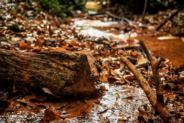 Trunk and dry branch. Fallen leaves in the background.