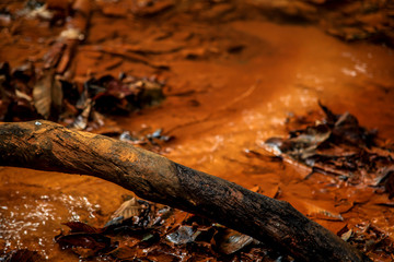 Dry trunk. Mud brown in the background.