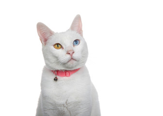 Close up portrait of a white cat with heterochromia, odd eyes, wearing a pink collar with bell. Looking slightly up to viewers right with curious expression.