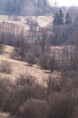 landscape with individual trees, tree clusters, shrubs