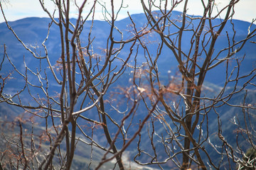 Shrub with mountains in the background.