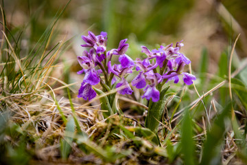 orchid in the wild