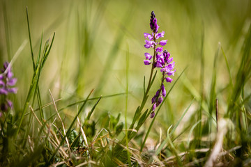 Polygala vulgaris