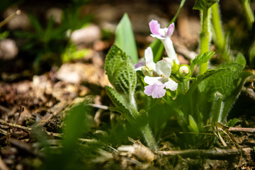 Melittis melissophyllum, Bastard balm