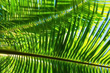 Palm tree as a background. Abstract composition from natural material. Bali, Indonesia. Travel - image