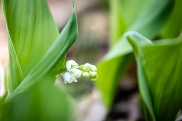 Foto op Canvas Lily of the valley © fanynka_u