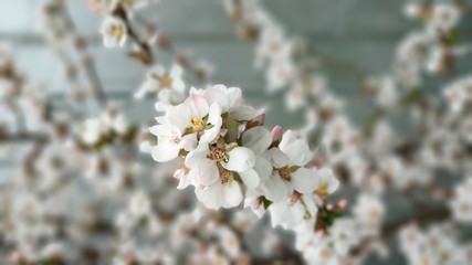 branch of a tree sakura.