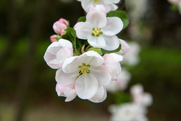 Apple tree  blooming in spring
