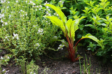 Frische Pflanzen im Blumenbeet