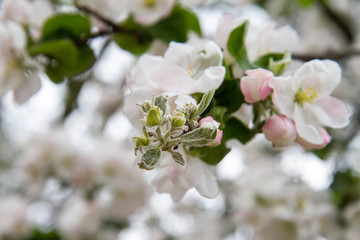 Apple tree  blooming in spring