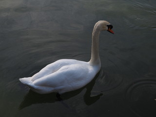 cisne blanco en lago