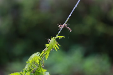 Blauregen rankt an Schnur