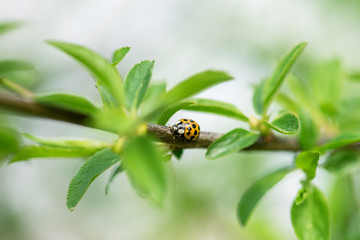 Ladybug sitting on a branch.