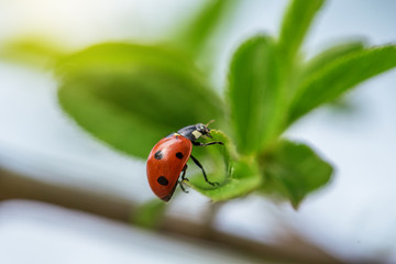 Ladybug sitting on a branch.