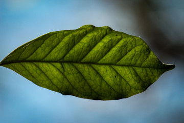 Leaf close up. Nature. Green leaves. Natural pattern.