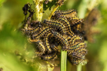 Moth Caterpillars Eating Leaf of Mulberry Tree.