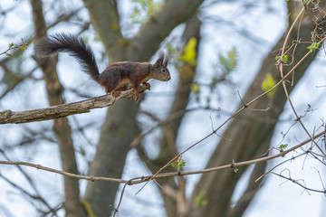 Eichhörnchen vor Absprung vom Ast