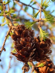 pine cones on the tree