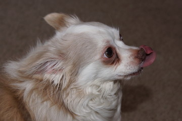 cute chihuahua with tongue 