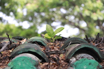 close up of a plant
