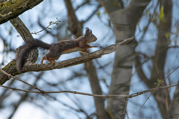 Eichhörnchen läuft über Ast