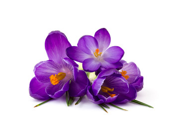 crocus - one of the first spring flowers