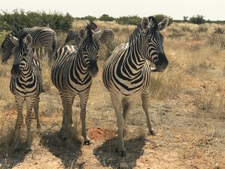 Fototapeta na wymiar Burchell zebra