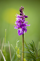 Anacamptis morio 