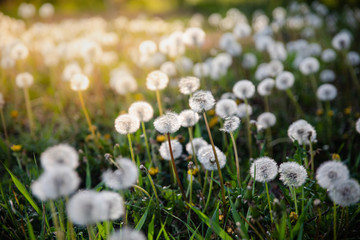 Fototapeta premium White dandelions on green grass lawn