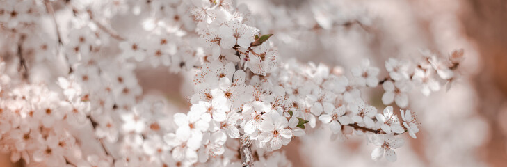 White cherry flowers under a blue sky. Spring 2020. Place for text.