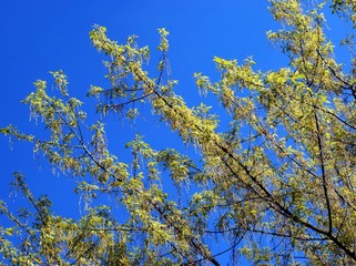 Box elder Acer negundo tree with winged seeds scenic