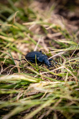 bug in the grass