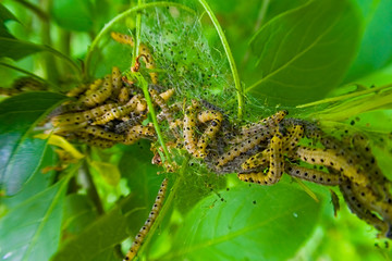 close up of littel ermine moth caterpillars