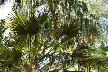 Obraz premium Palm branches close up in tropical park