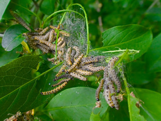 close up of littel ermine moth caterpillars