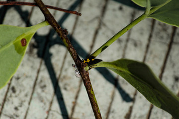 White bug. Membracis close up.