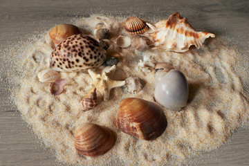 Closeup of composition of exotic seashells and starfish on sand