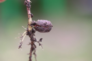Kleine Eiche, Baum entsteht aus Nuss