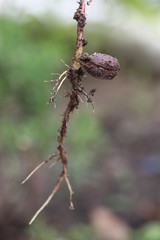 Kleine Eiche, Baum entsteht aus Nuss
