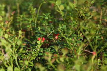 background of red berries of a cowberry on bushes in the forest 